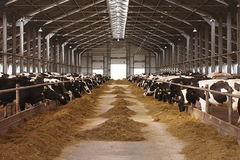 cows wintering n a barn in new zealand